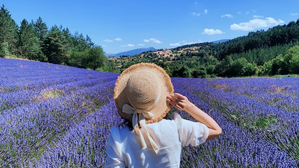 Lavender Festival in Sault