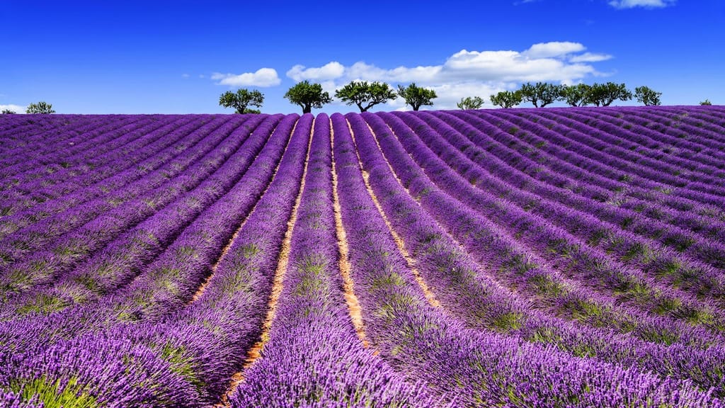 Largest Lavender Festival