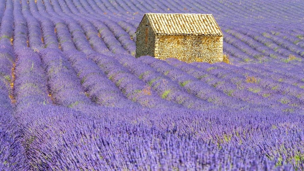 Lavender Festival in Sault, Provence