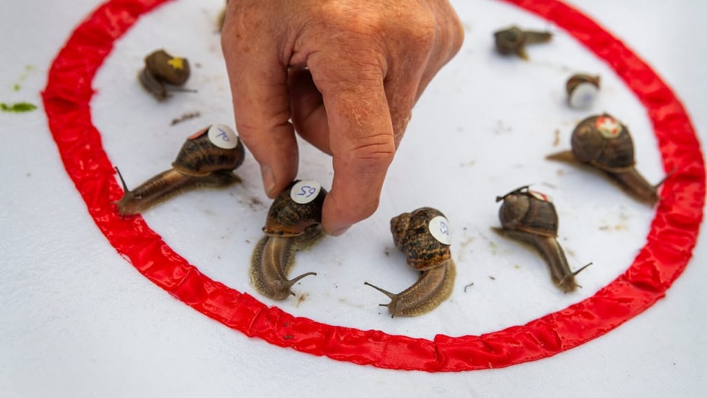 The World Snail Racing Championship in Congham