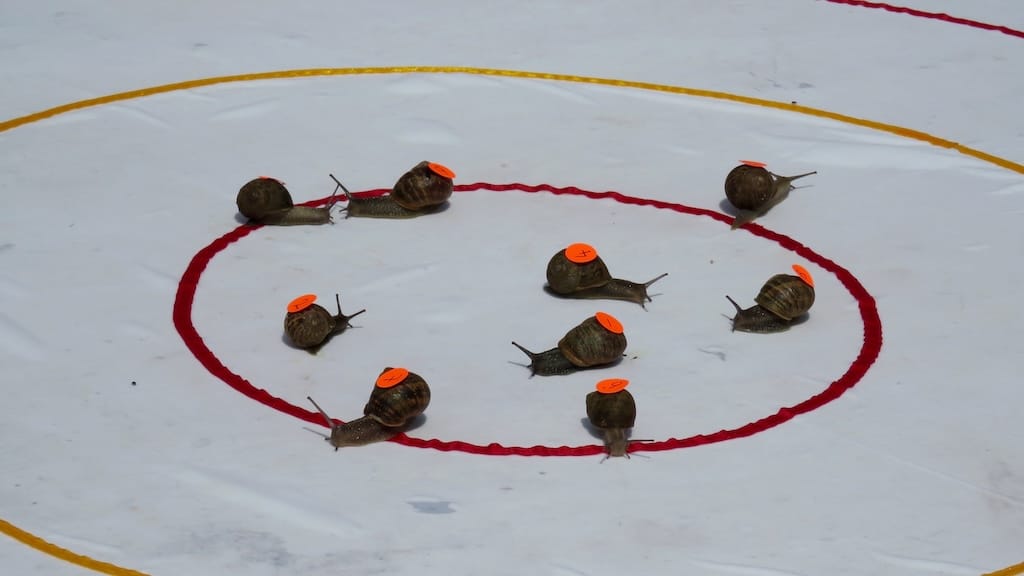 Snail Racing Championship